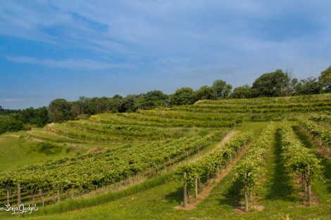 Grape to Glass - Spraying 000513Edited