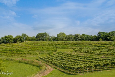 Grape to Glass - Spraying 00052Edited