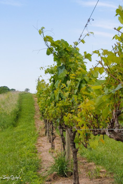 Grape to Glass - Spraying 000551Edited