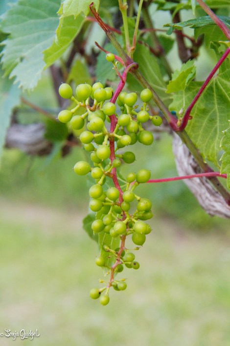 Grape to Glass - Spraying 000554Edited